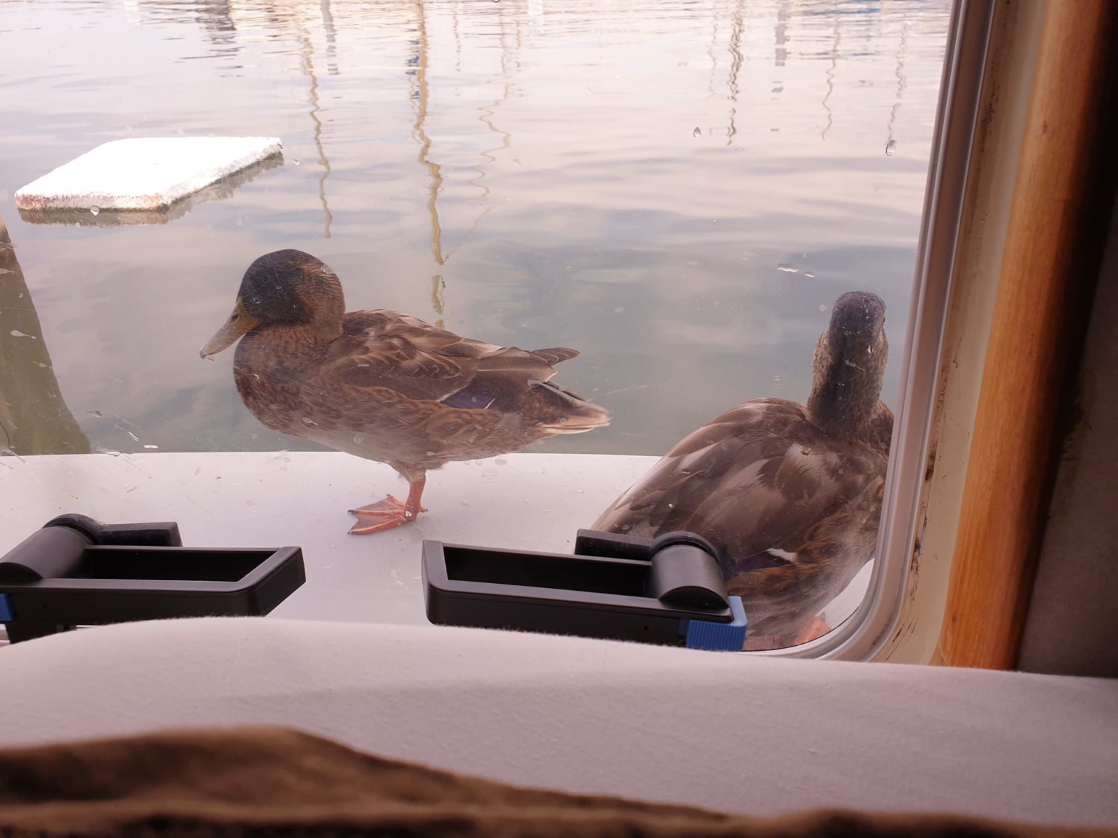 Des canards sur la plage arrière